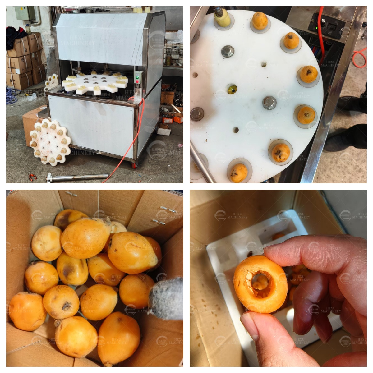 loquat pitting machine