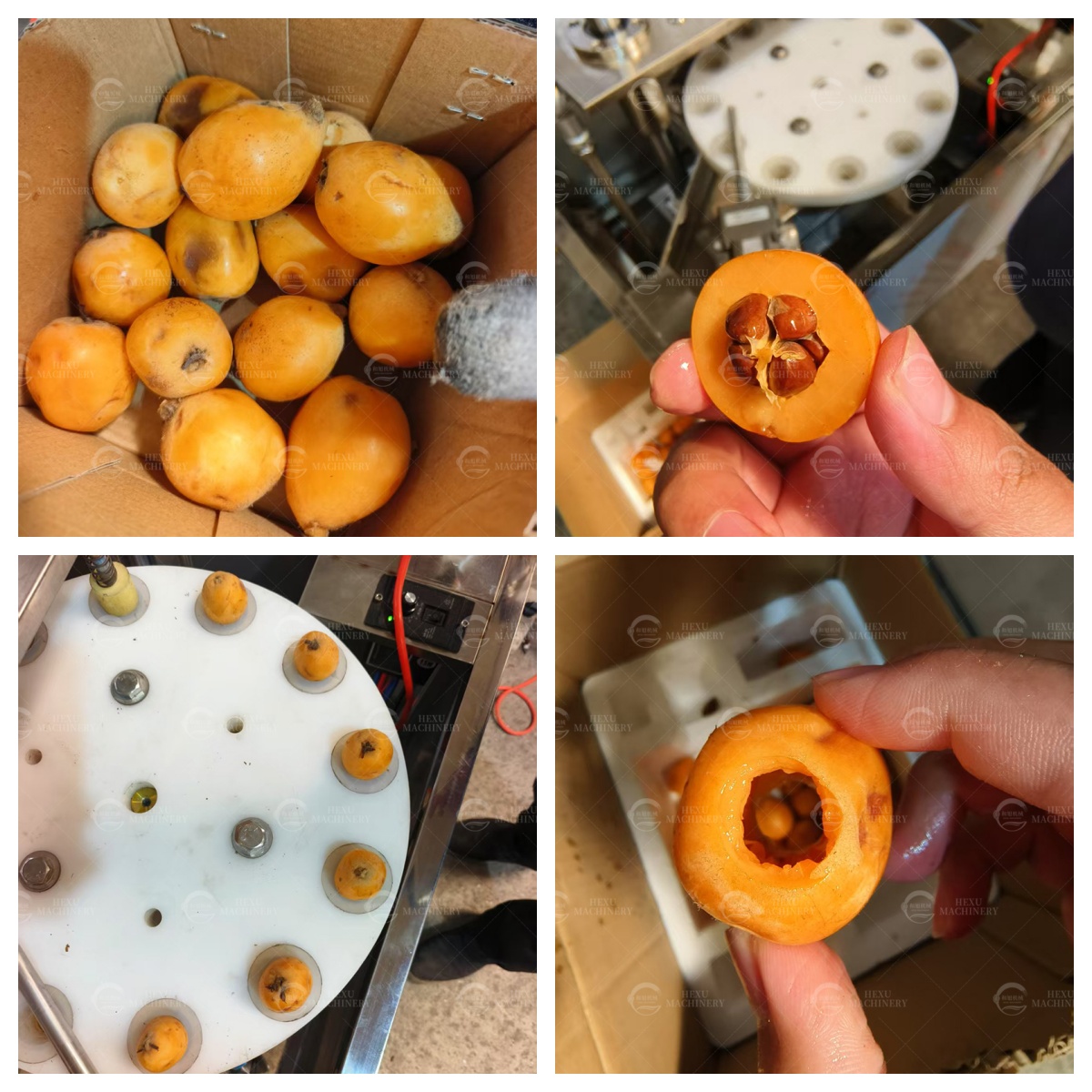loquat coring machine