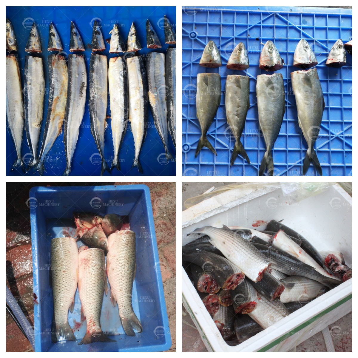 fish top and tail cutting machine fish head removing machine fish top and tail cutting machine fish head removing machine