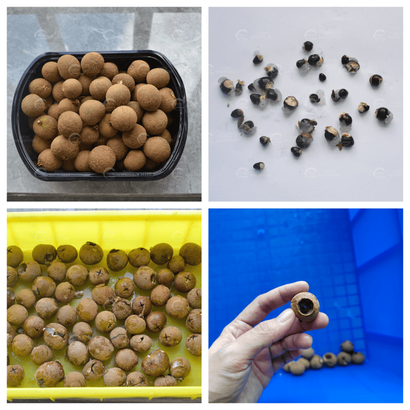 longan seeds removing machine longan coring machine