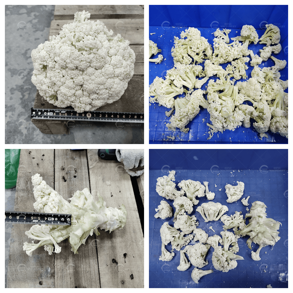 cauliflower florets cutting machine cauliflower florets cutting machine