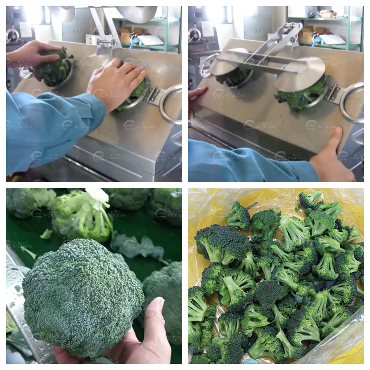 Hexu Broccoli broccoli floret cutting Machine: Transforming Efficient Food Preparation  With the food processing industry changing rapidly