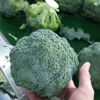 西蓝花分瓣机