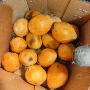 Loquat Pitting Machine