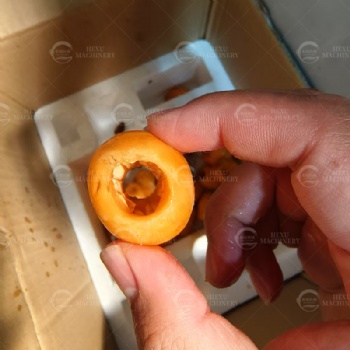 Loquat Pitting Machine