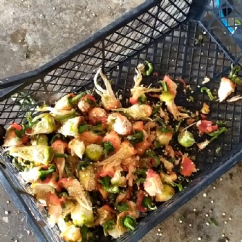 Pepper Seeds Removing Machine