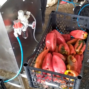 Pepper Seeds Removing Machine