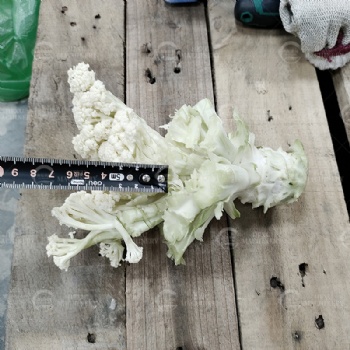 Cauliflower Floret Cutting Machine